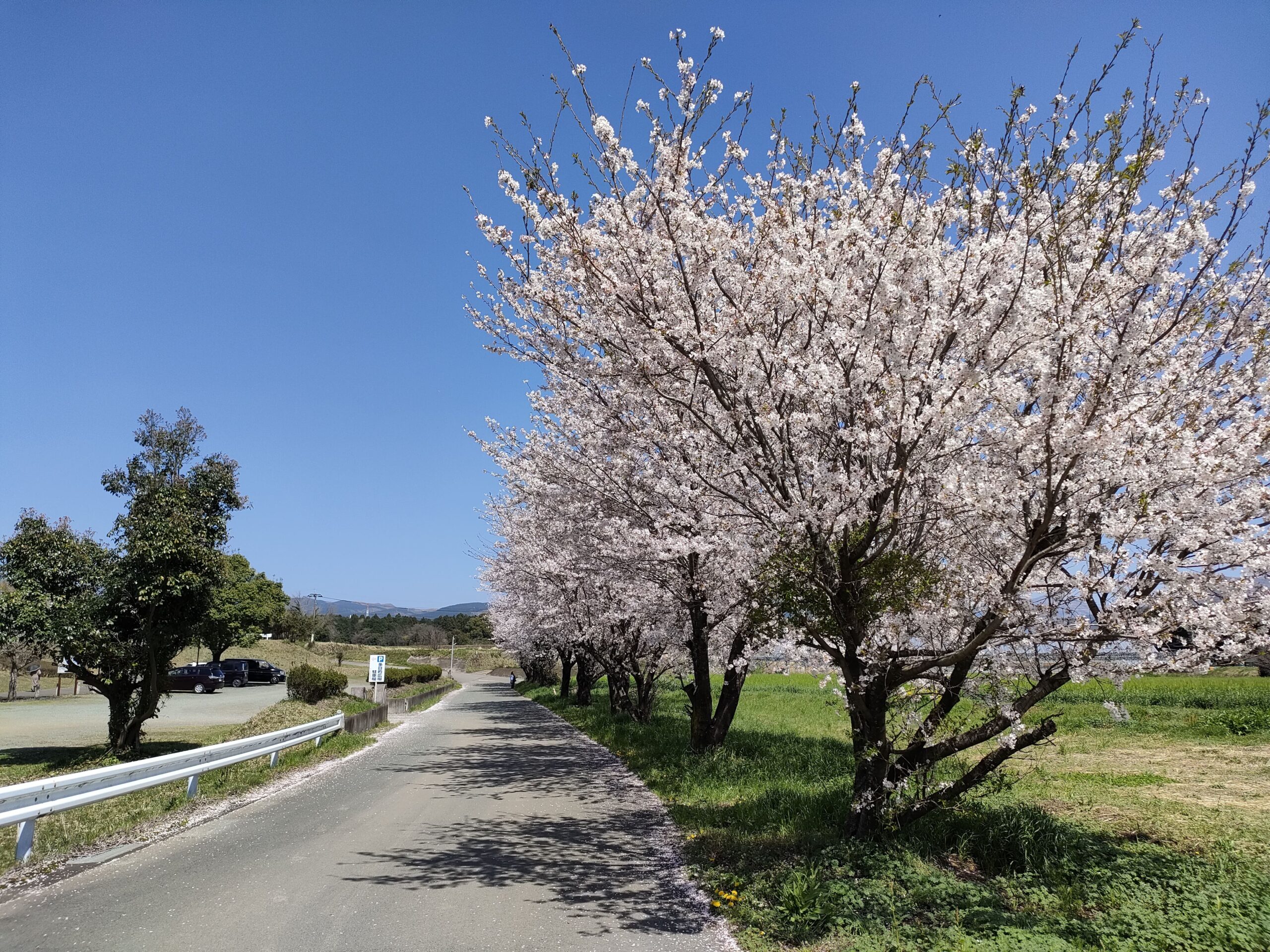 大津町運動公園 桜