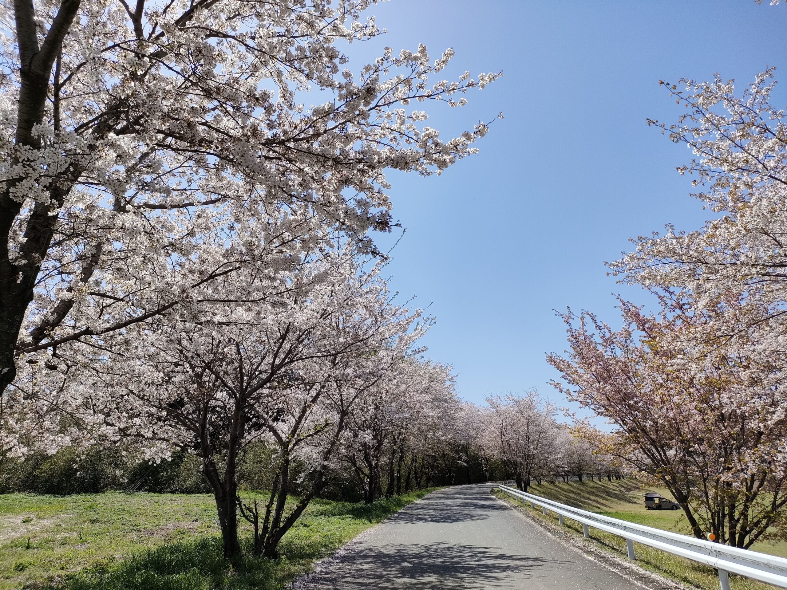 大津町運動公園 桜