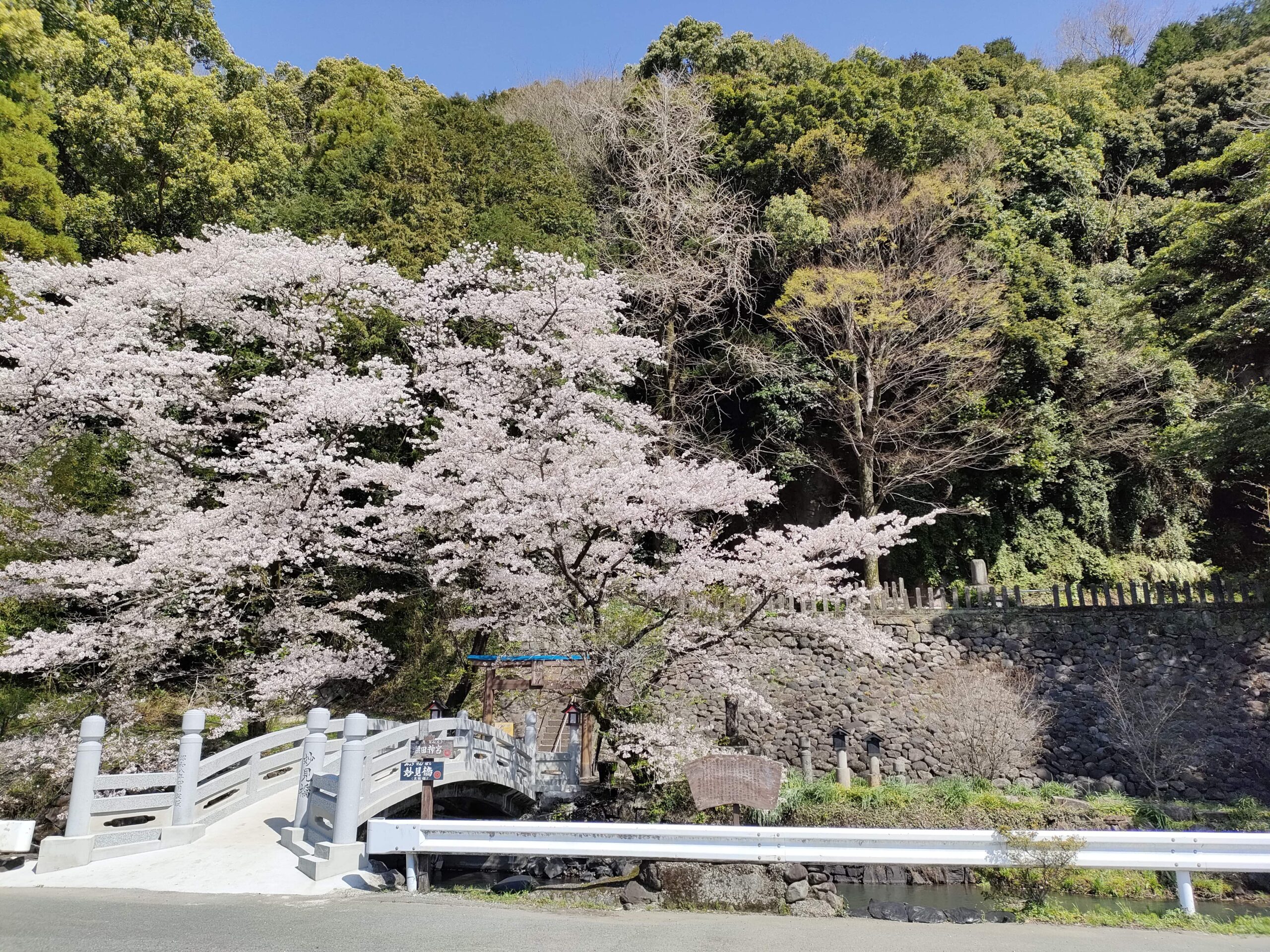 瀬田神社 桜