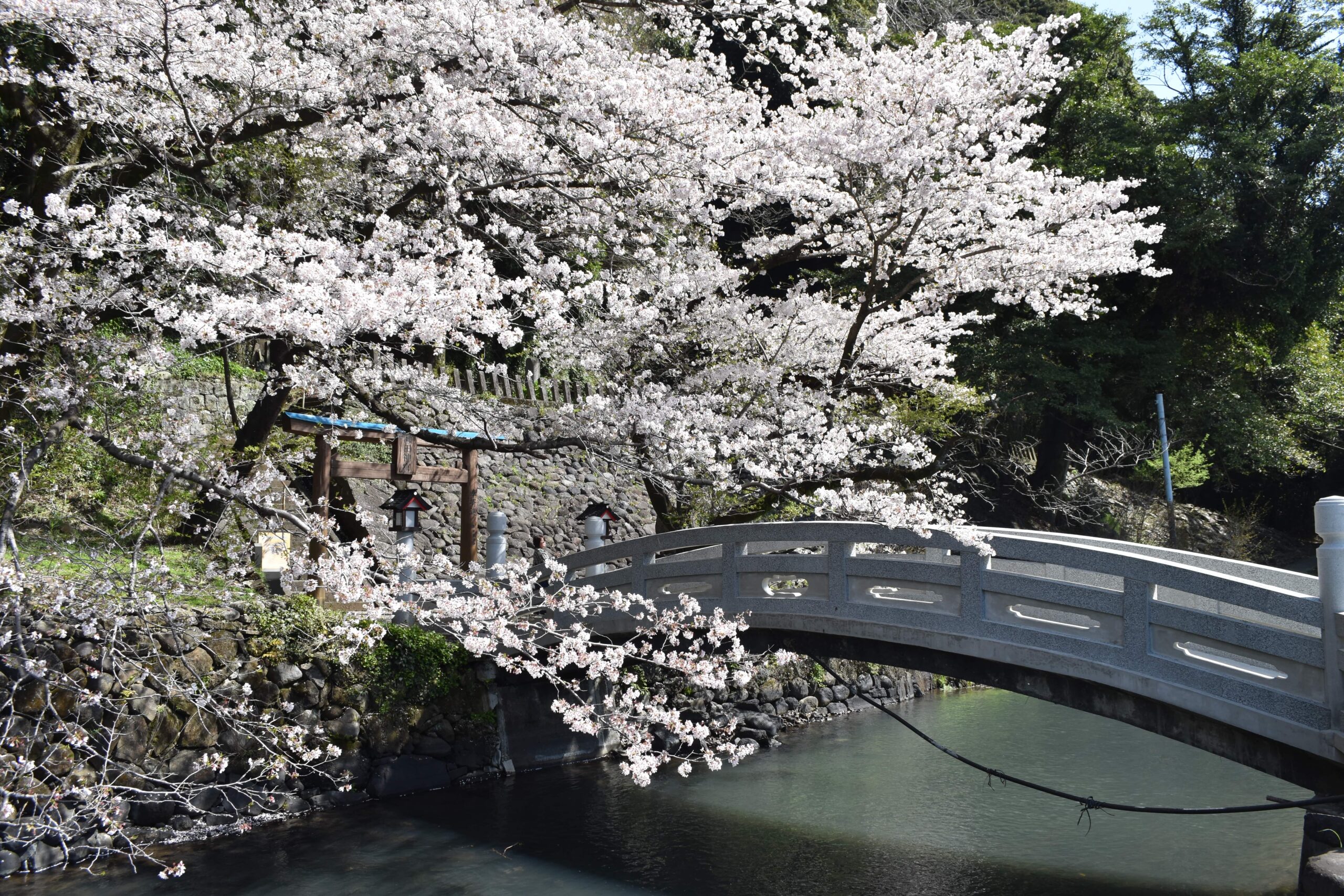 瀬田神社 桜