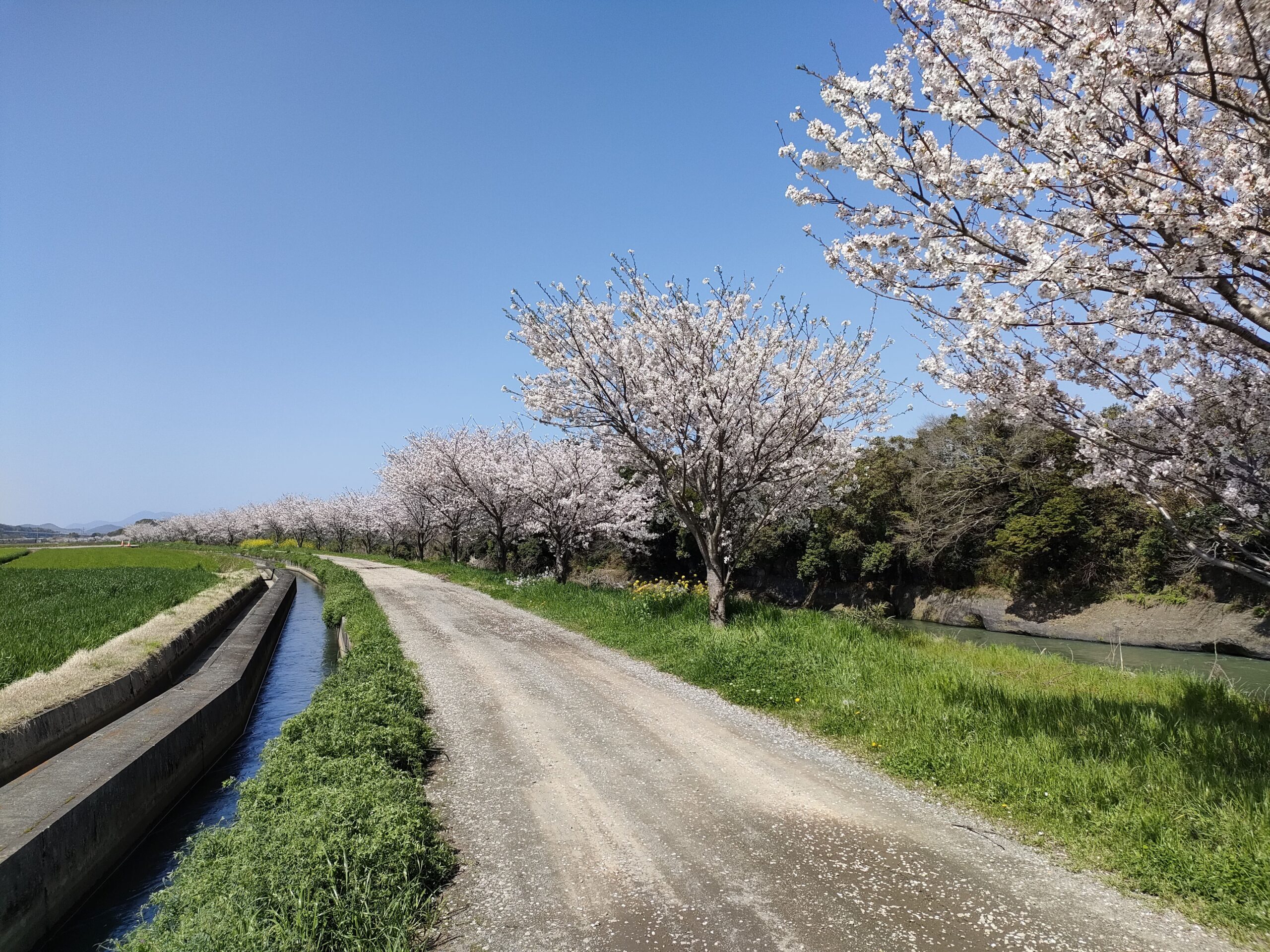 白川沿いの桜並木