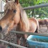 南阿蘇の余生馬牧場オープンセサミ 馬