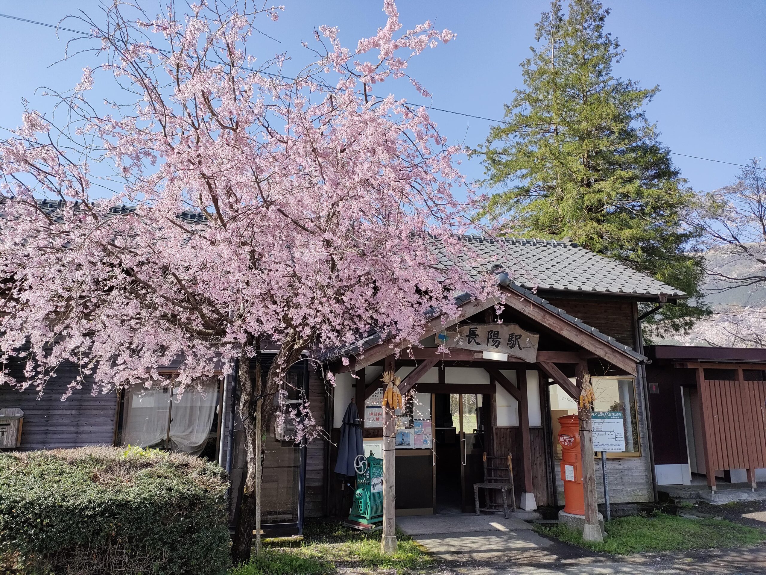 長陽駅 桜