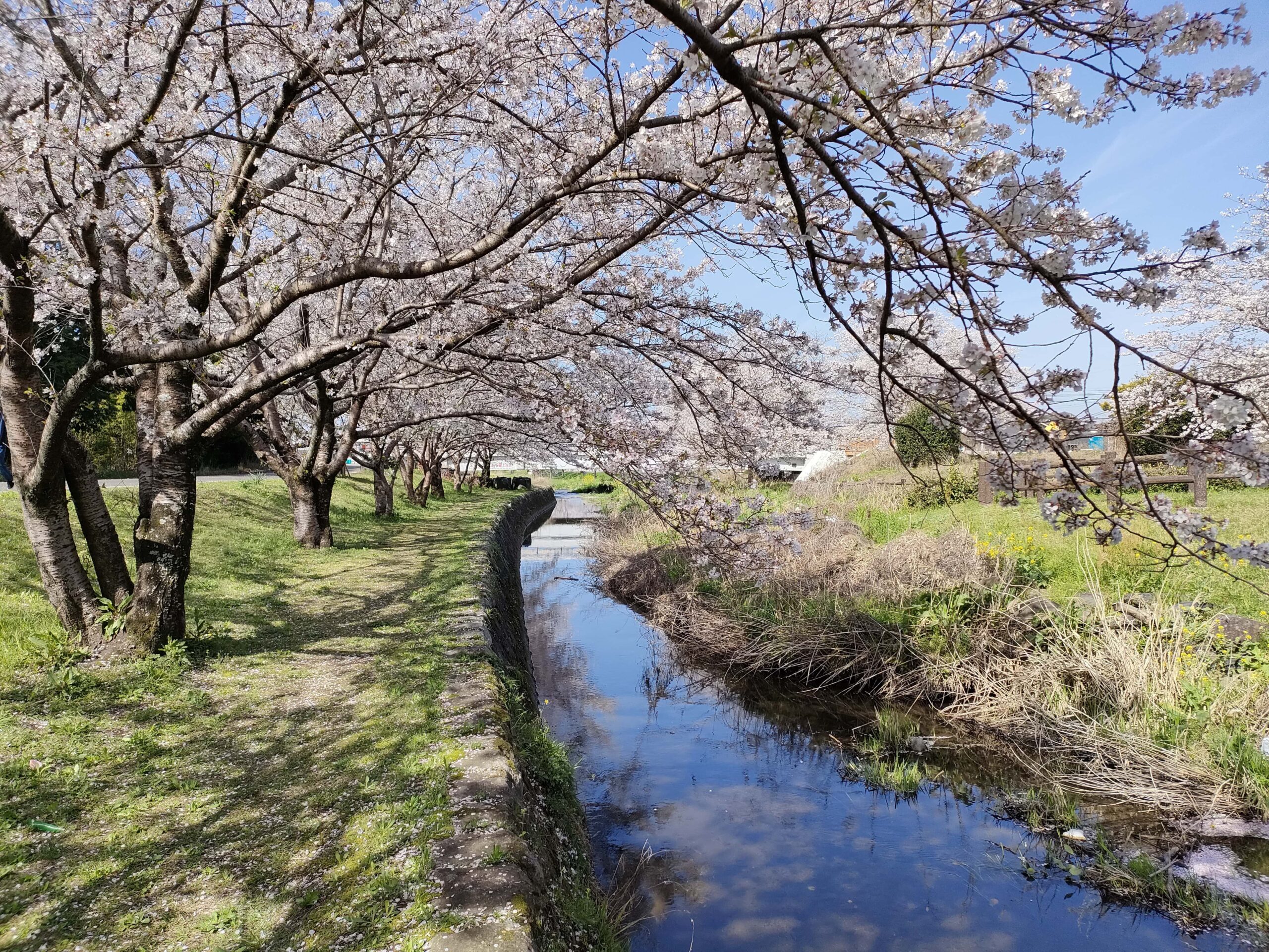 秋津川公園 桜