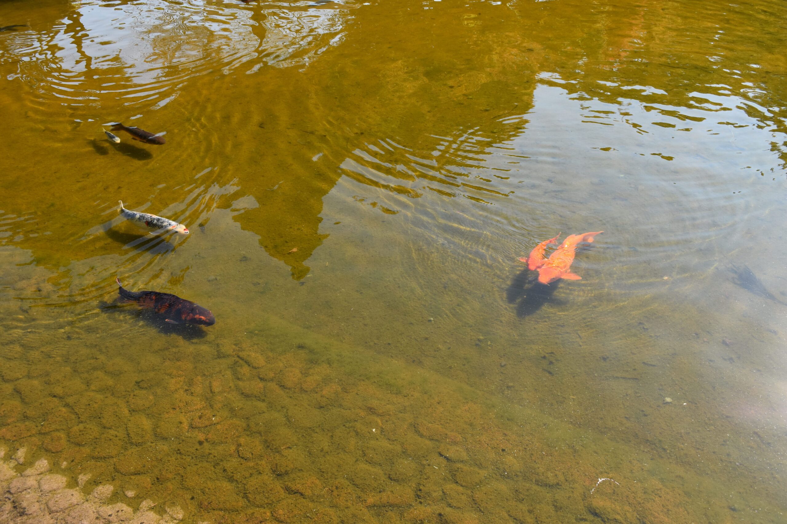 菊陽杉並木公園さんさん 池の鯉