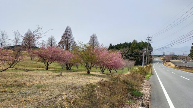 ミルク牧場前の桜並木