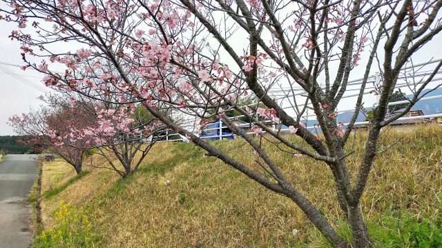 風当地区の桜並木