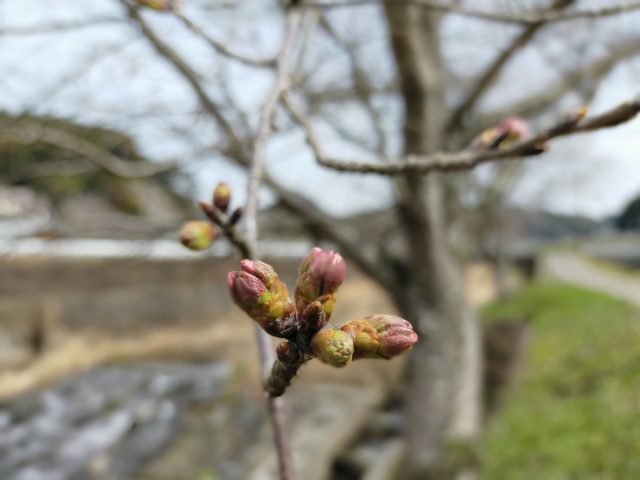 木山川の桜並木