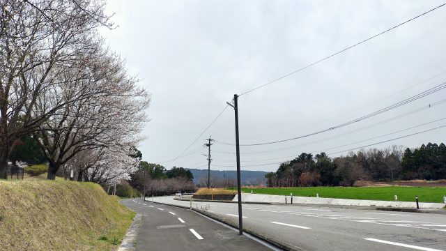 大津町運動公園の桜並木