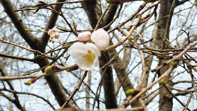 四季即贅喰近くの桜