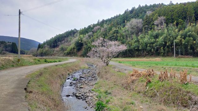 鳥子地区の桜