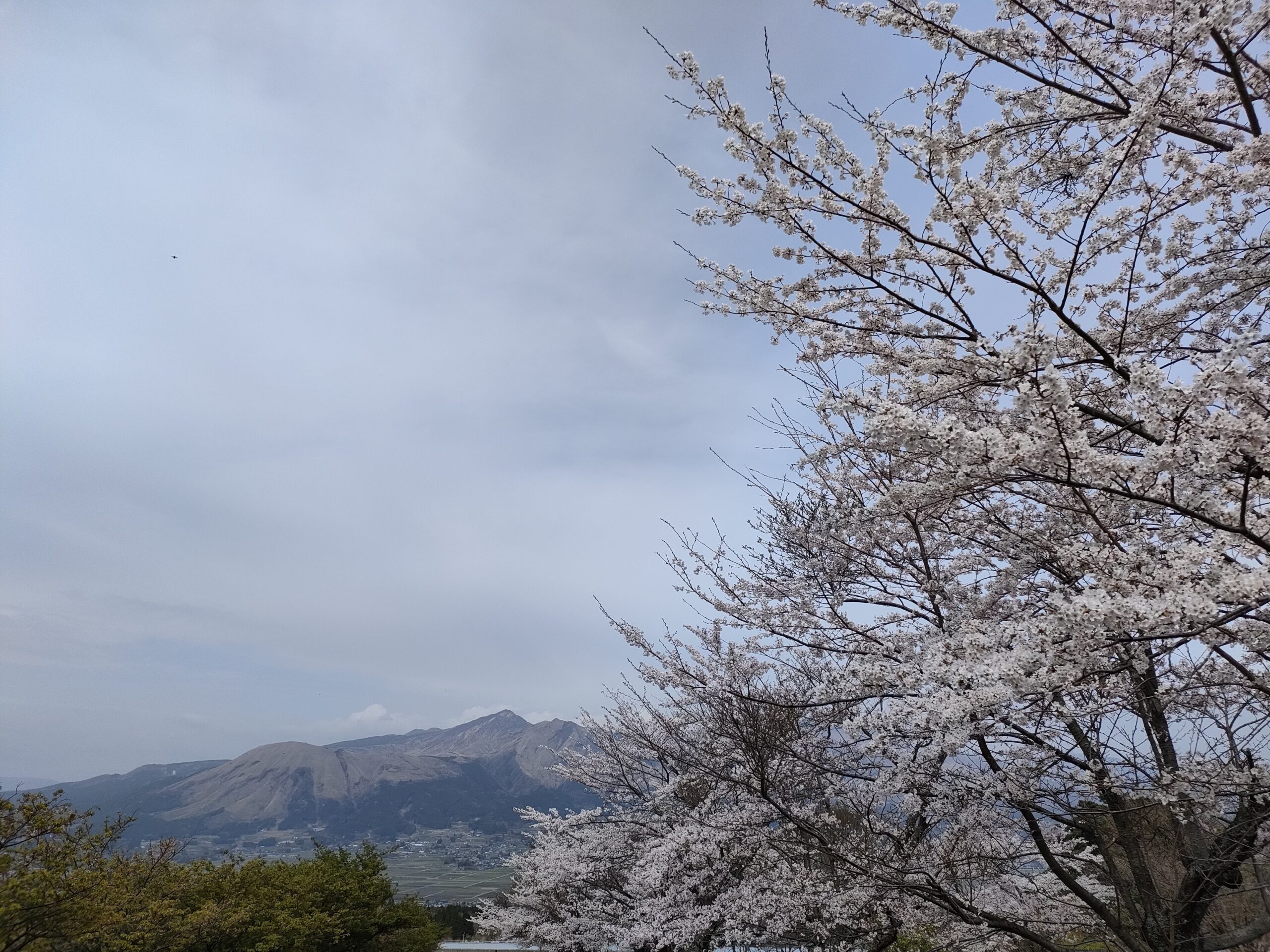 アスペクタの桜