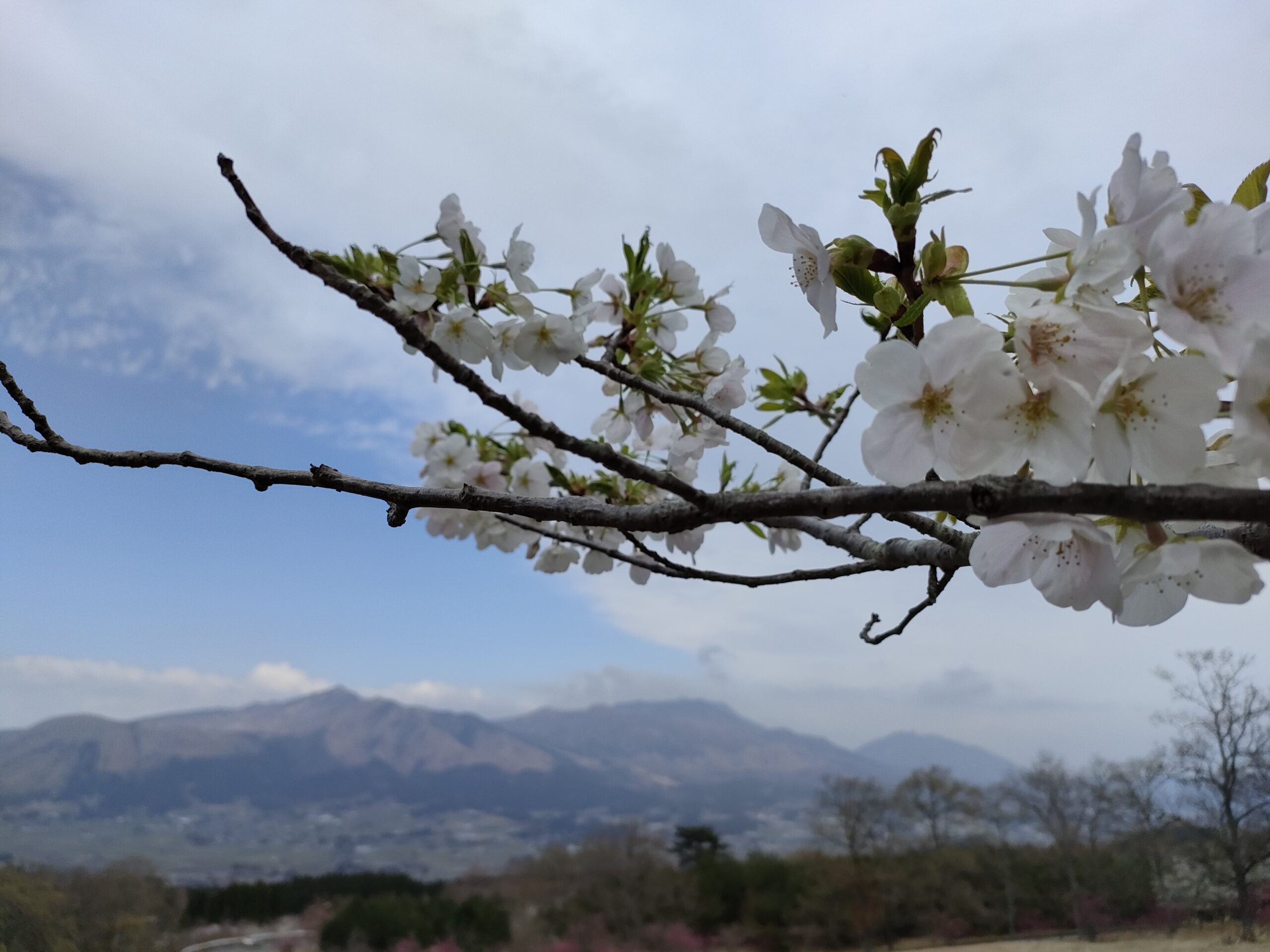 アスペクタの桜