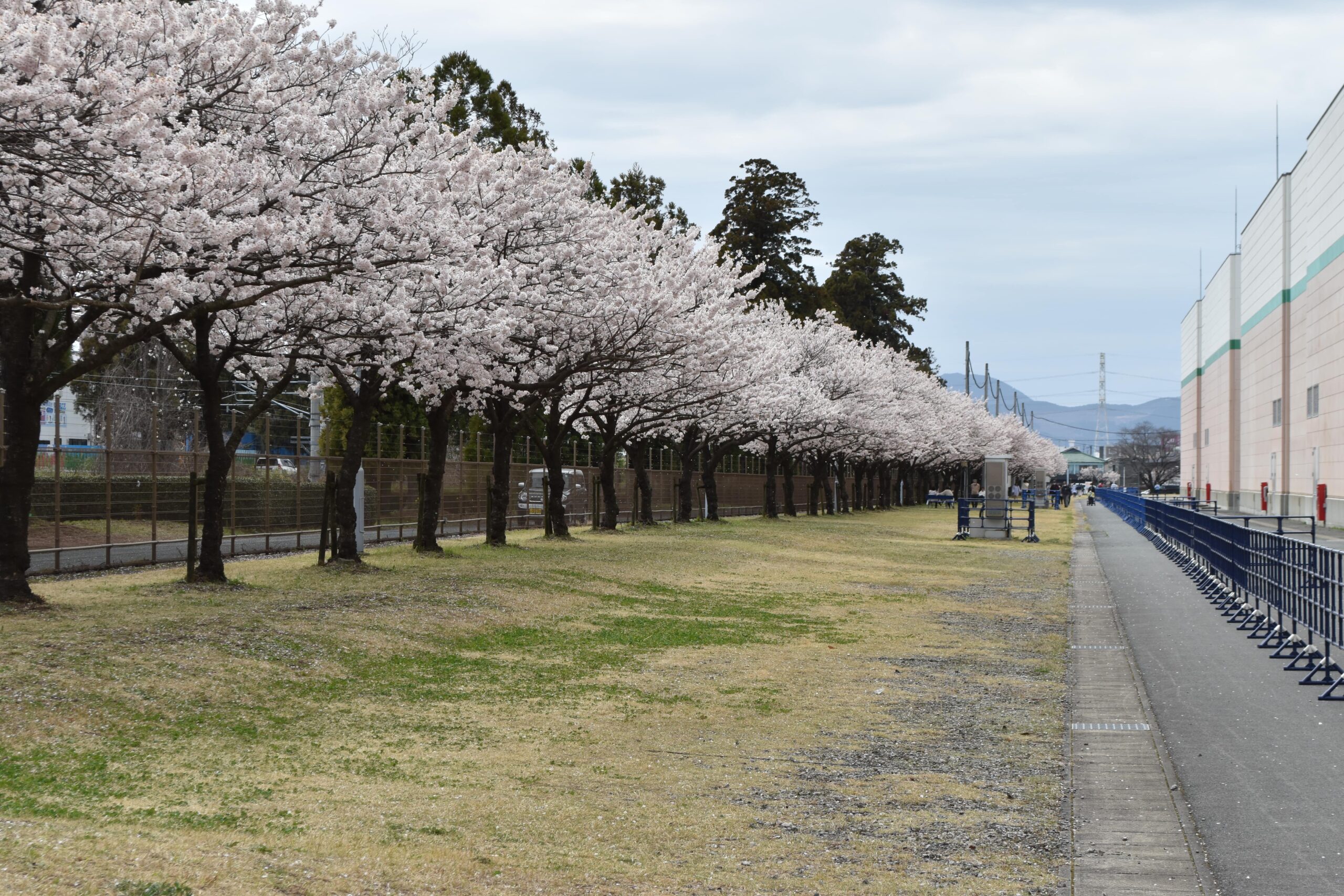富士フィルム　桜並木