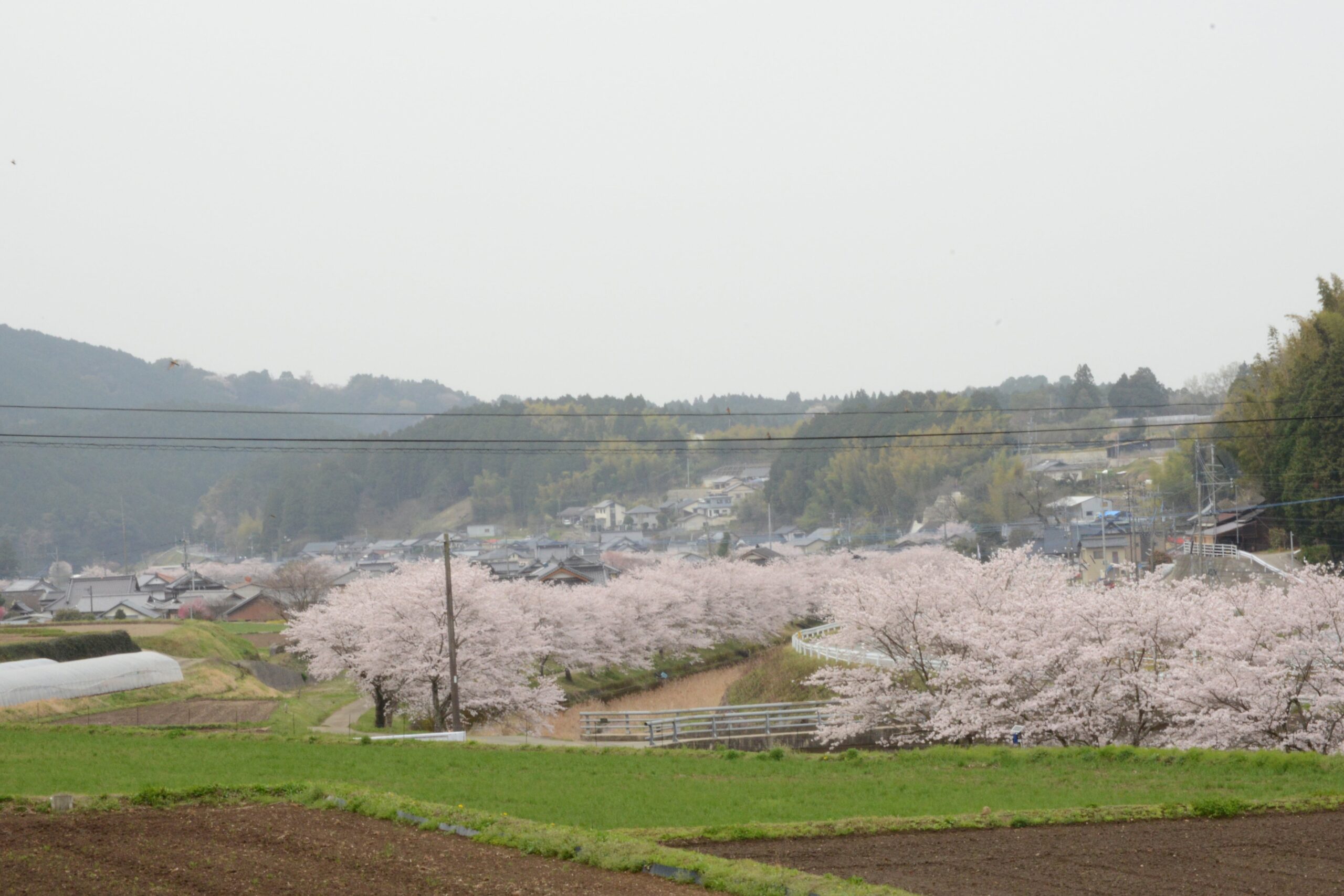 木山川の桜