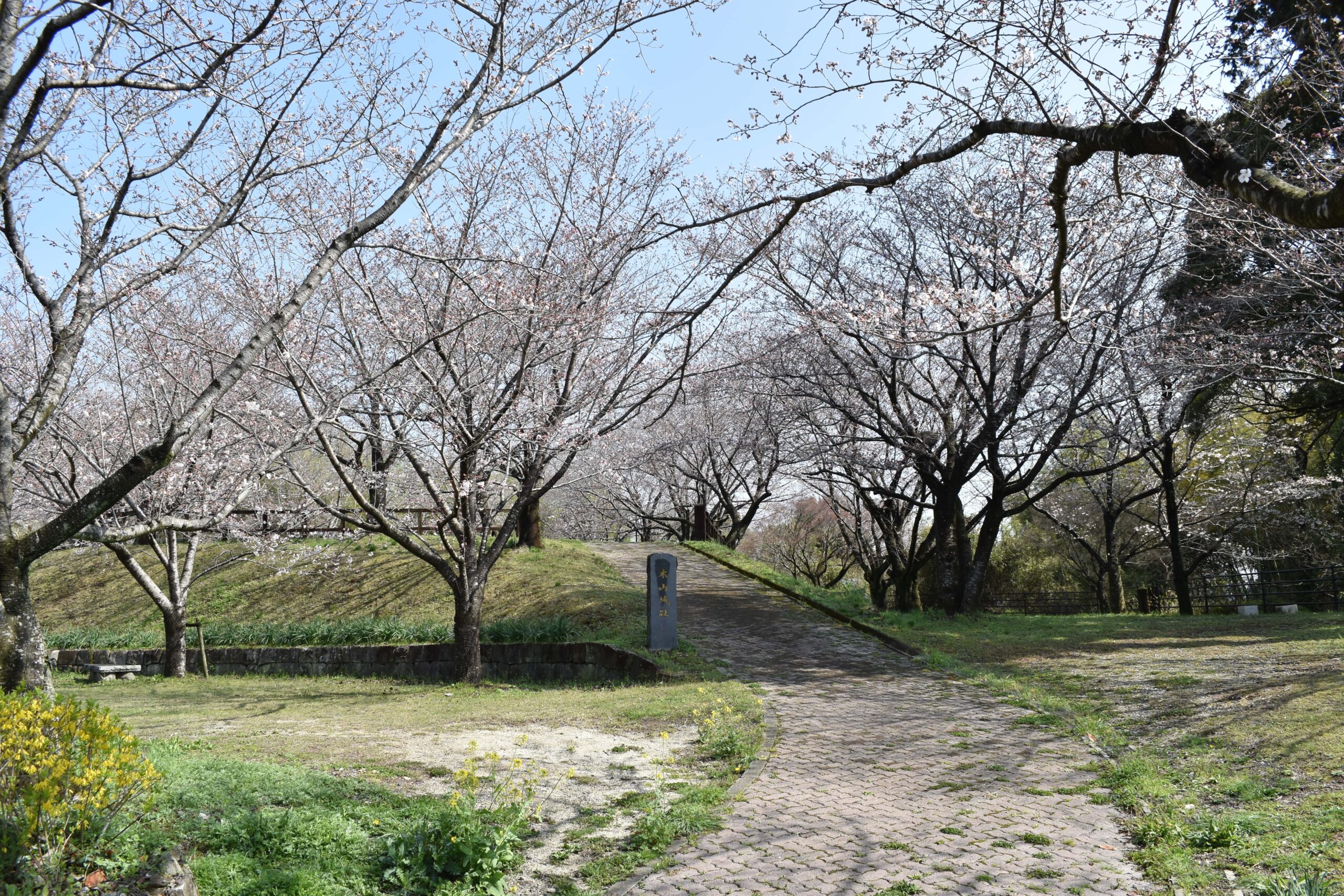 木山城跡の桜