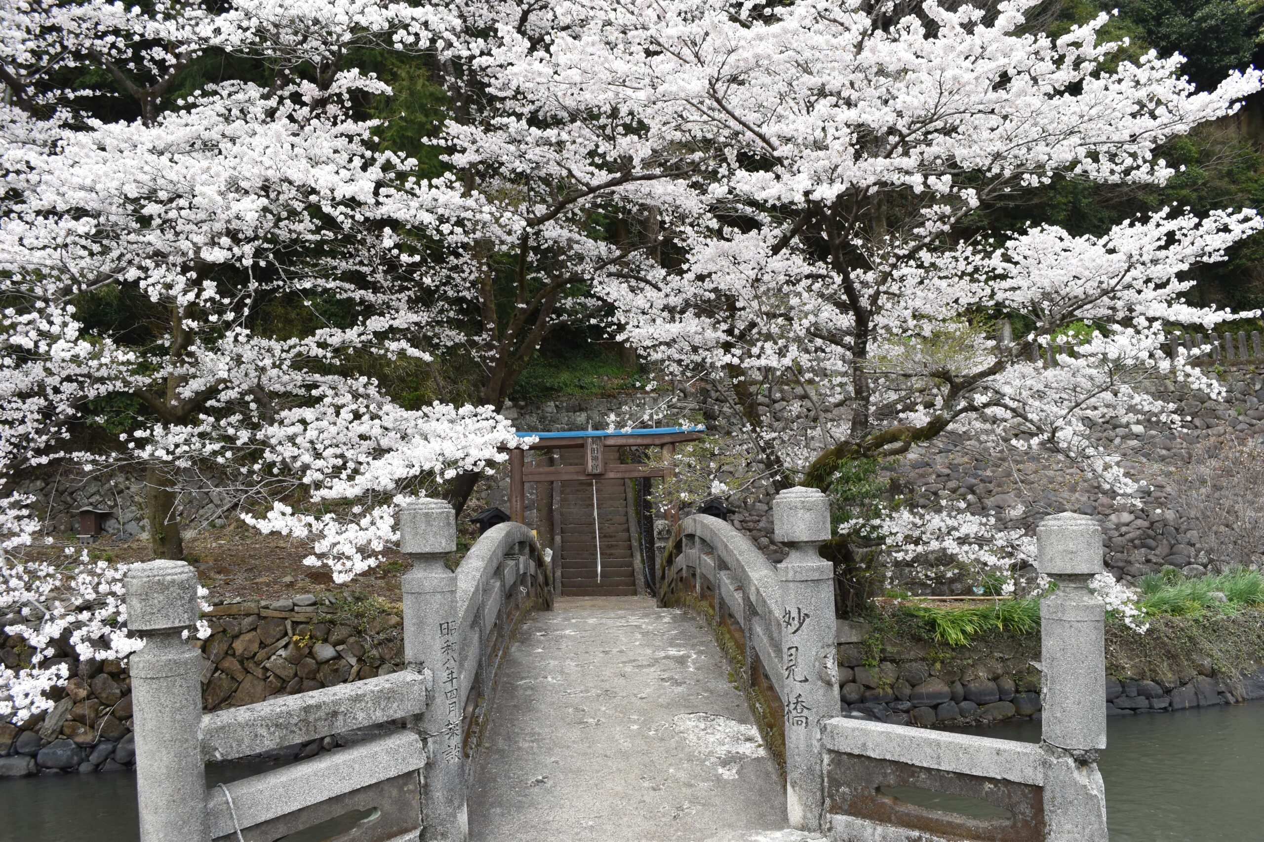 瀬田神社の桜