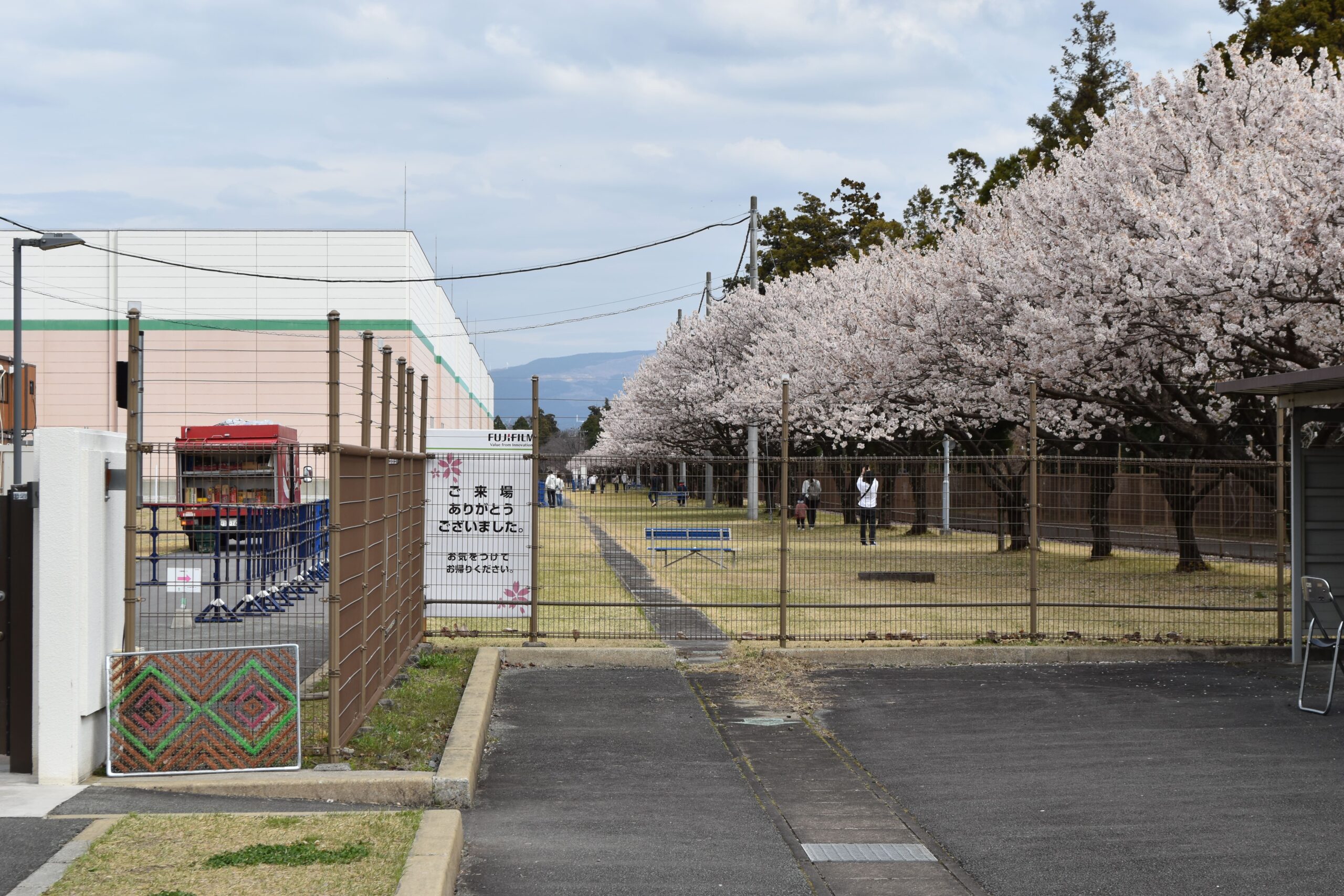 富士フイルムの桜並木