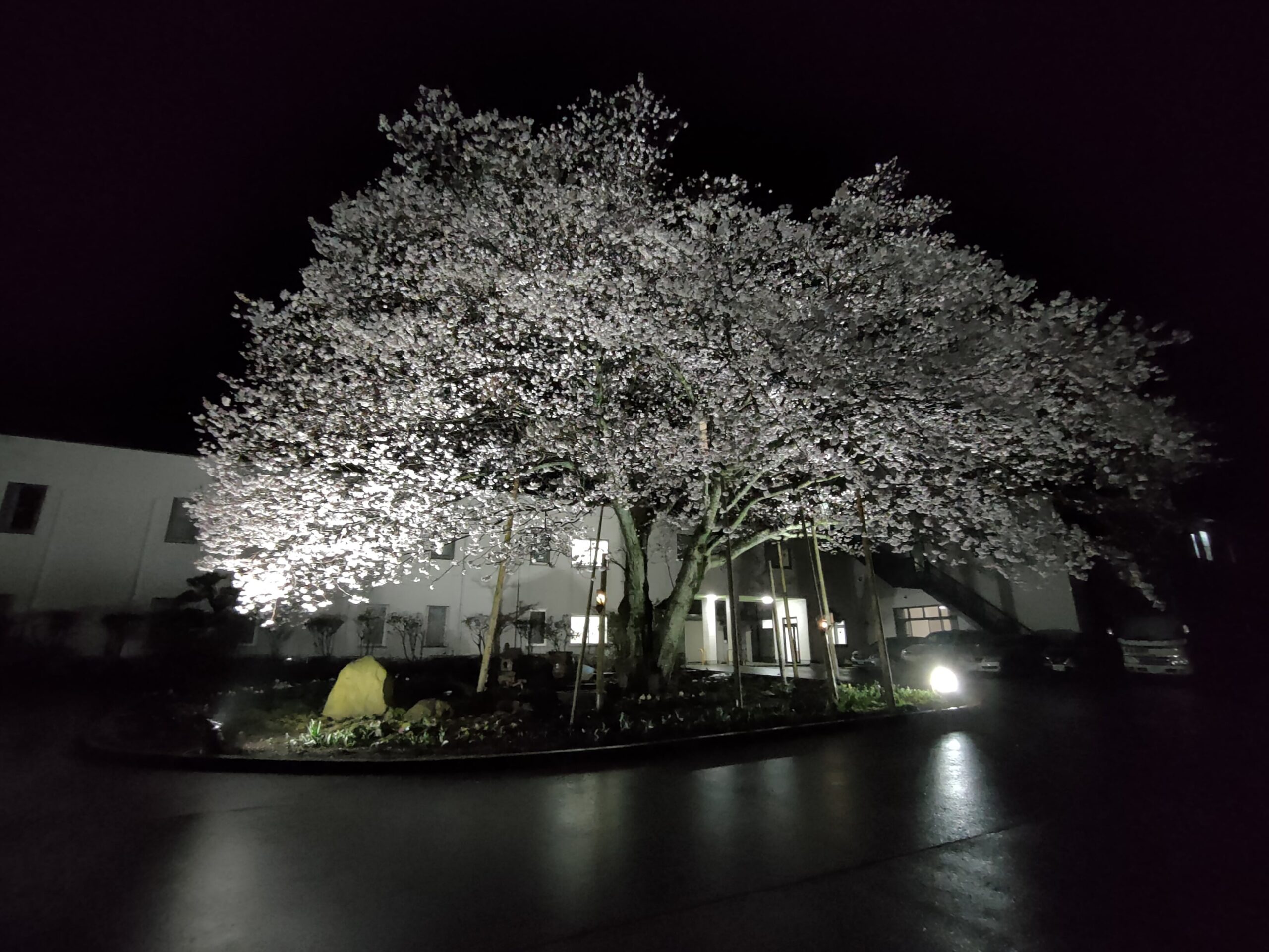 旅館朝陽の夜桜