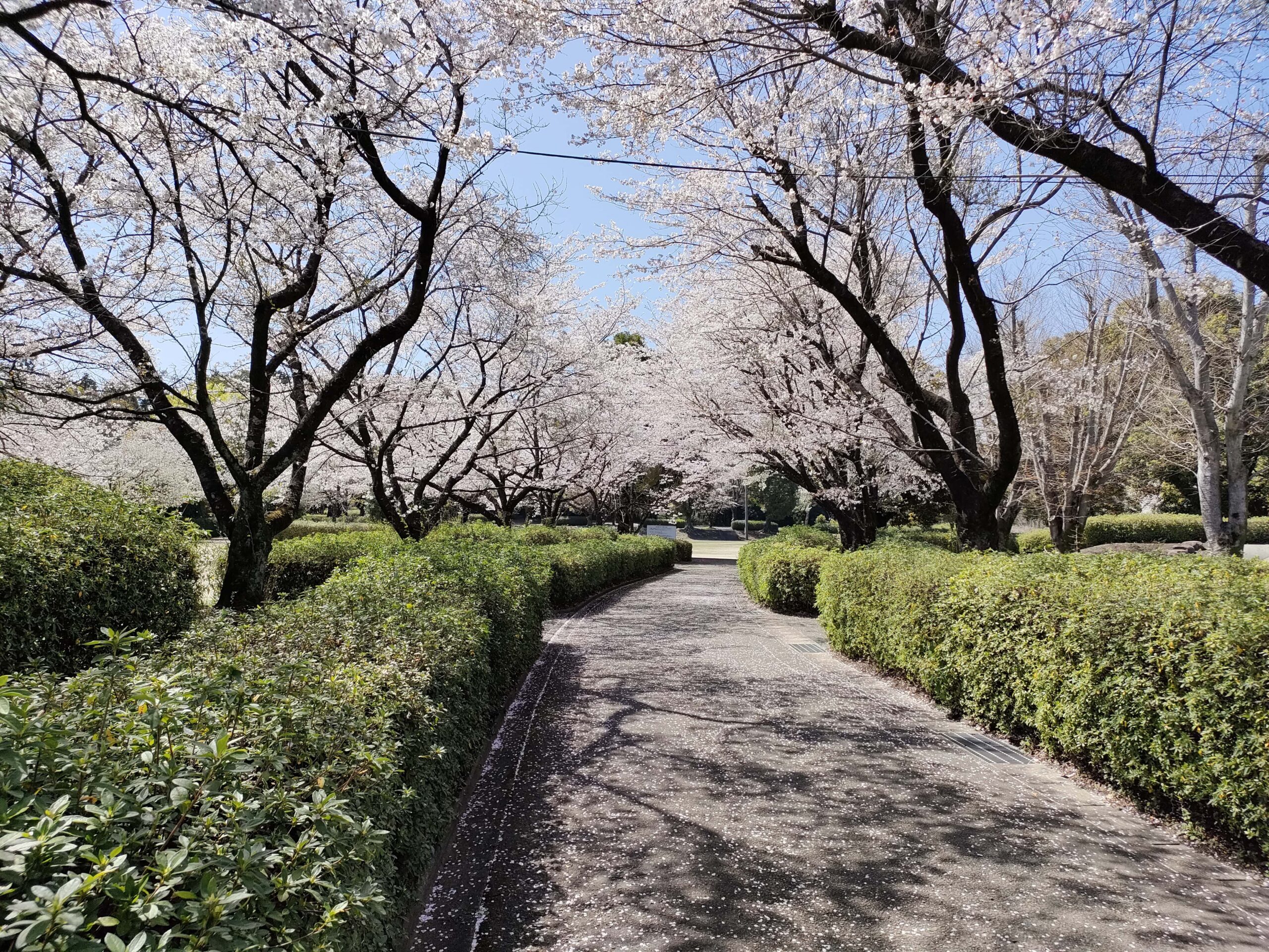 杉水公園 桜並木