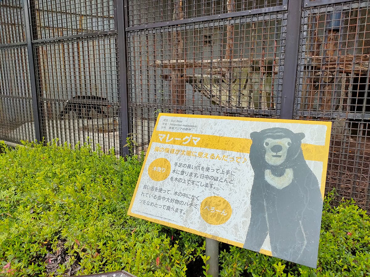 熊本市動植物園 マレーグマ
