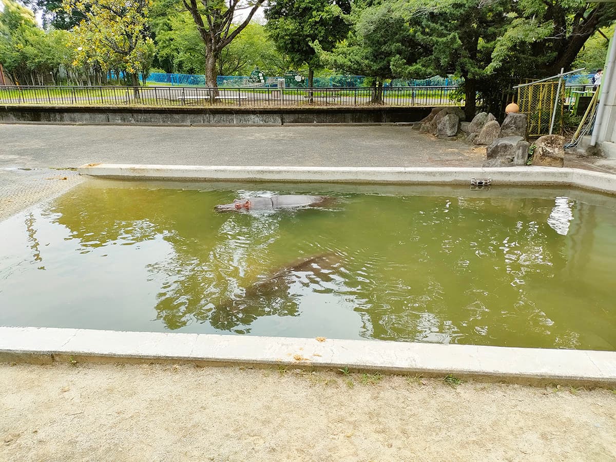 熊本市動植物園 カバ