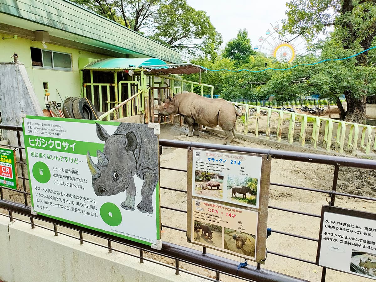 熊本市動植物園 ヒガシクロサイ