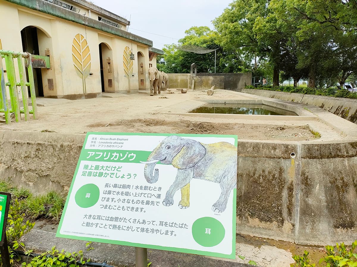 熊本市動植物園 アフリカゾウ