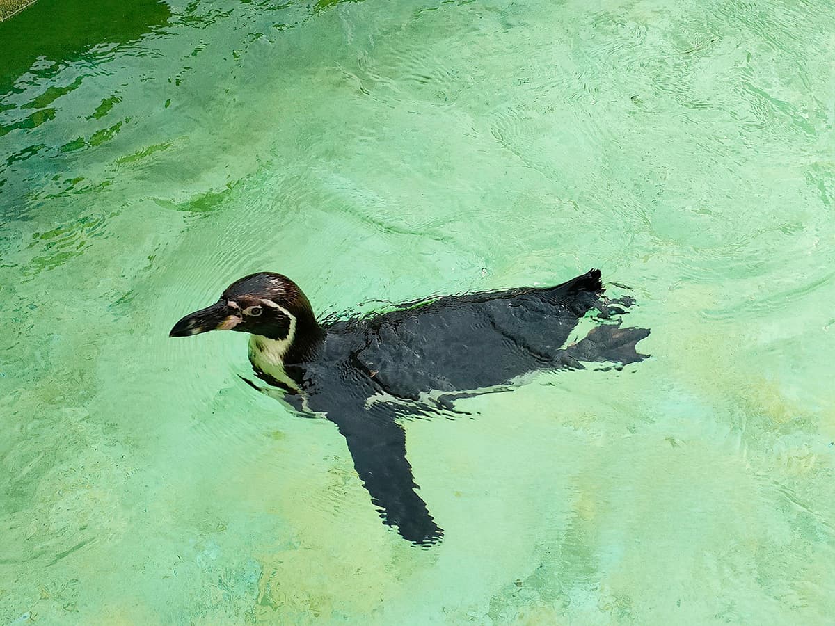 熊本市動植物園 ペンギン