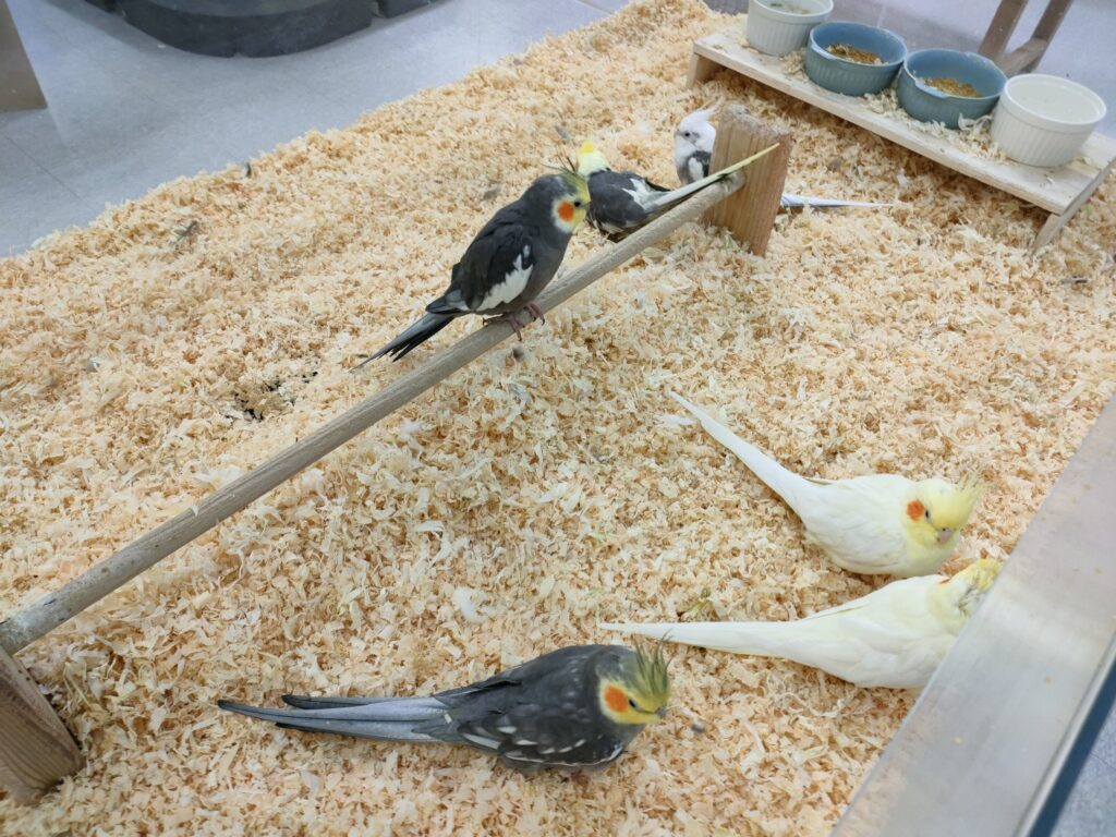 いきもの探検隊