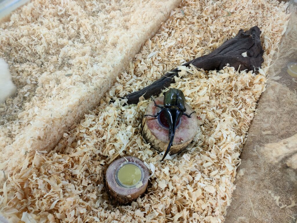 いきもの探検隊