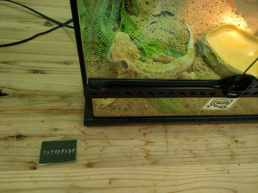 いきもの探検隊