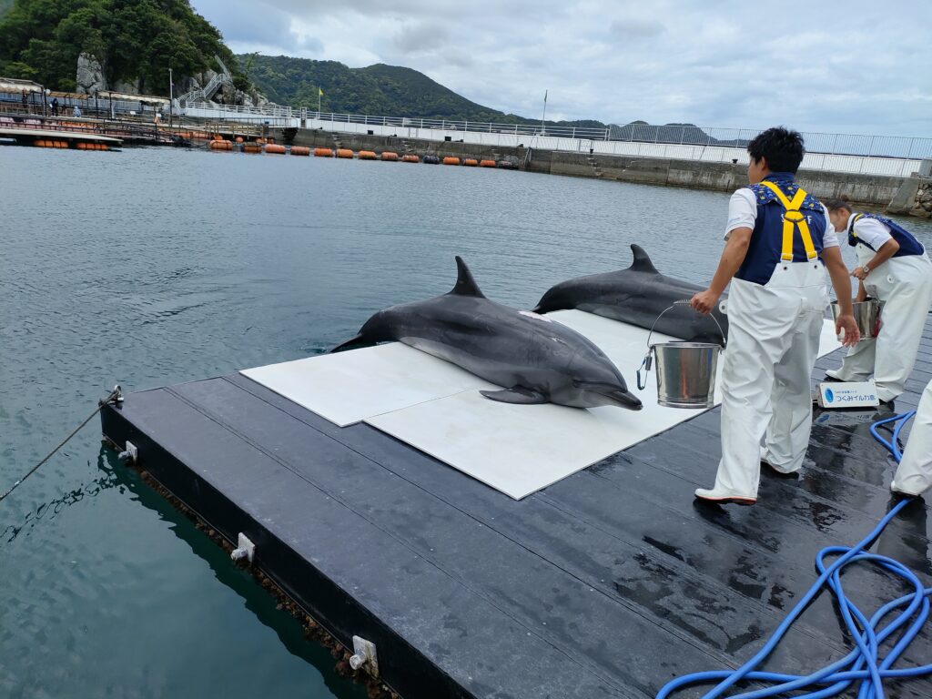 つくみイルカ島