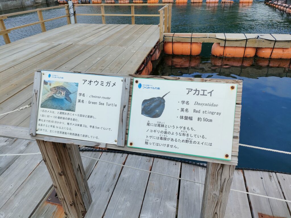 つくみイルカ島