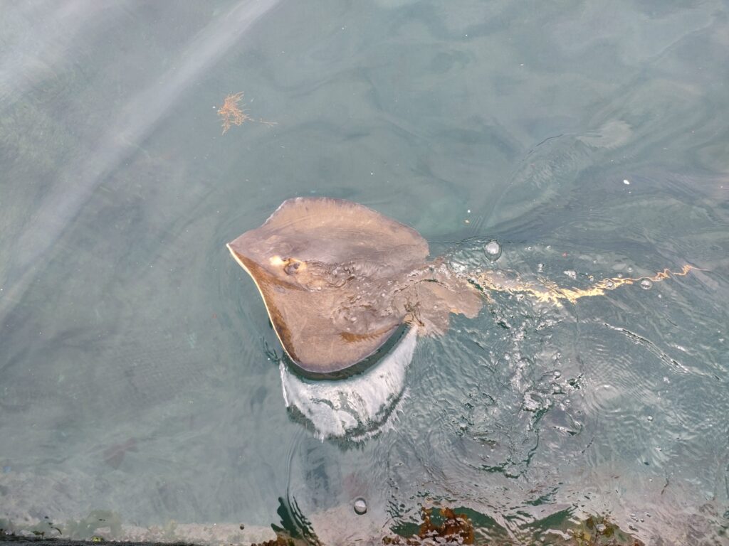 つくみイルカ島