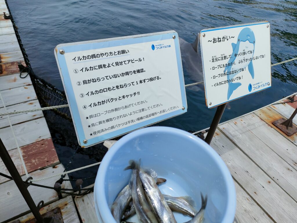 つくみイルカ島
