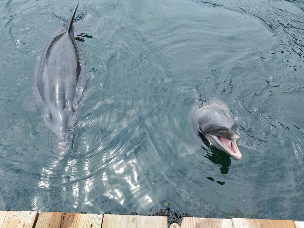 つくみイルカ島