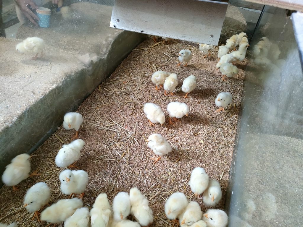 南阿蘇ふれあい動物園 フェアリーテール