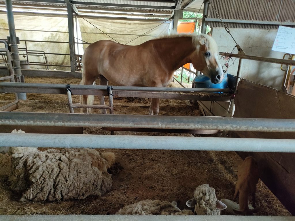 南阿蘇ふれあい動物園 フェアリーテール