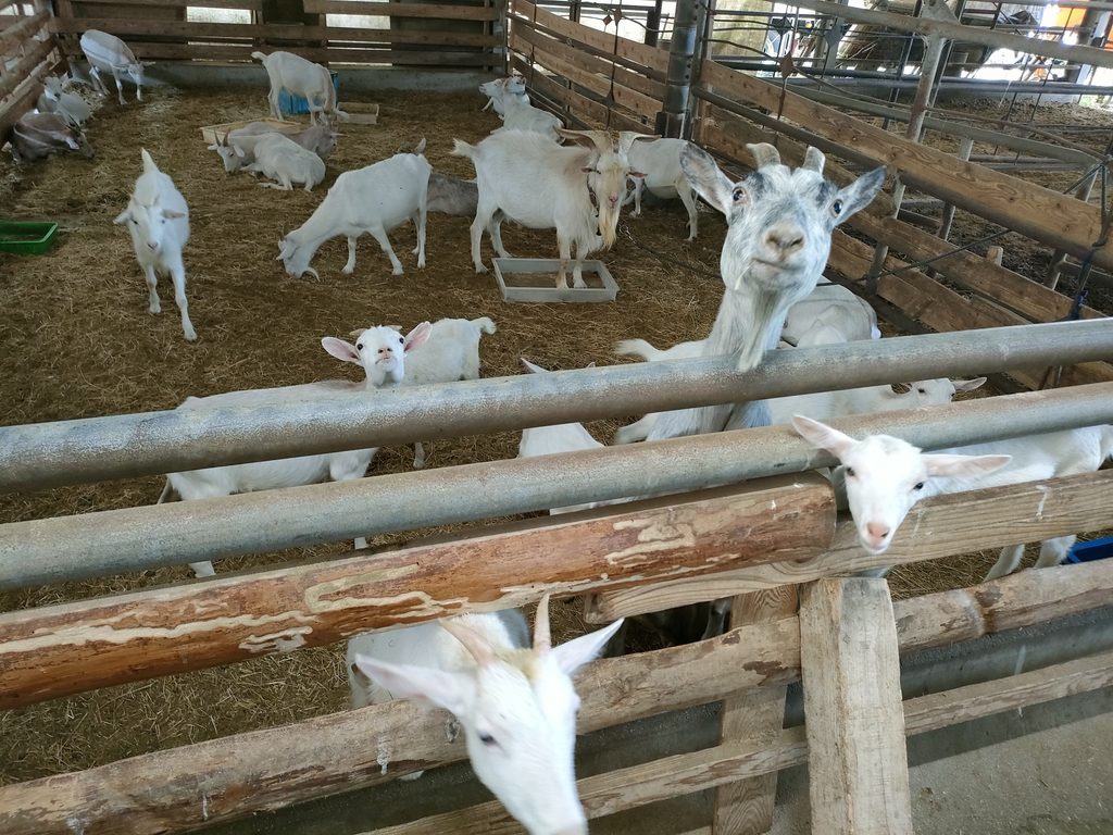 南阿蘇ふれあい動物園 フェアリーテール