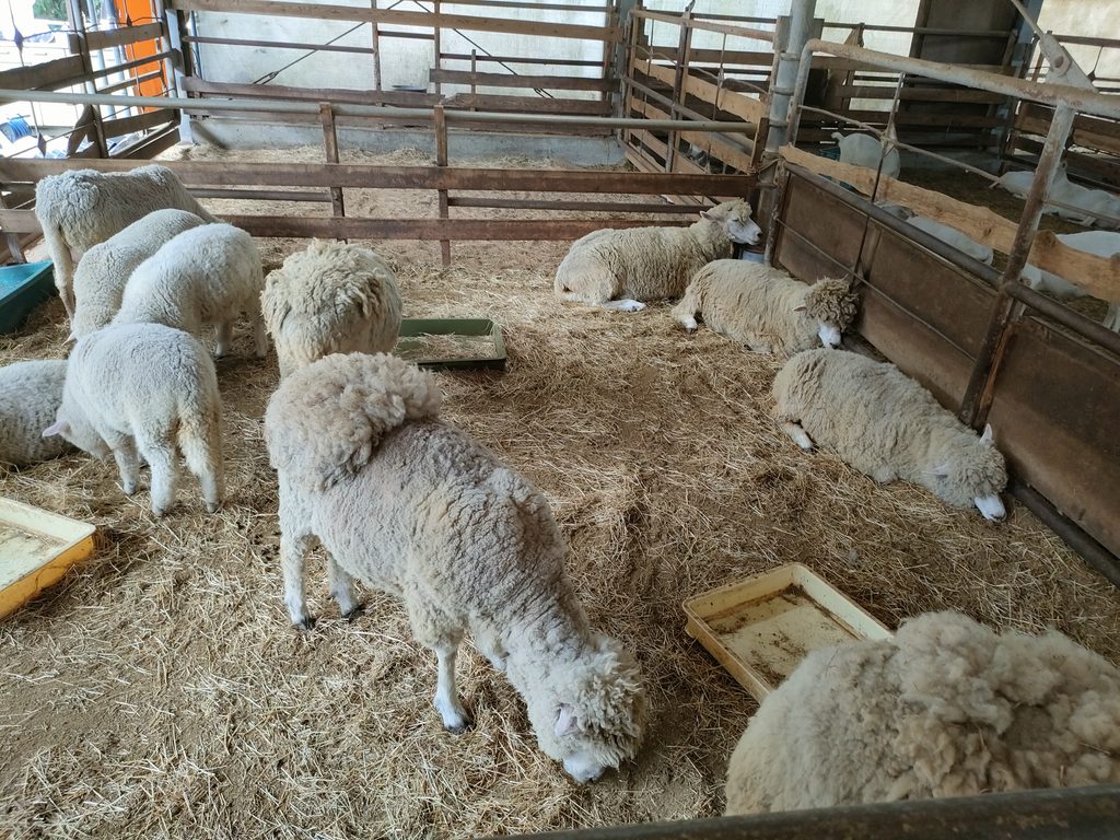 南阿蘇ふれあい動物園 フェアリーテール