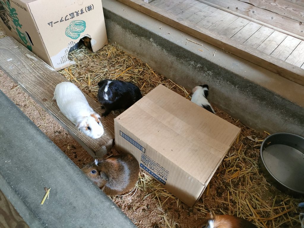 南阿蘇ふれあい動物園 フェアリーテール