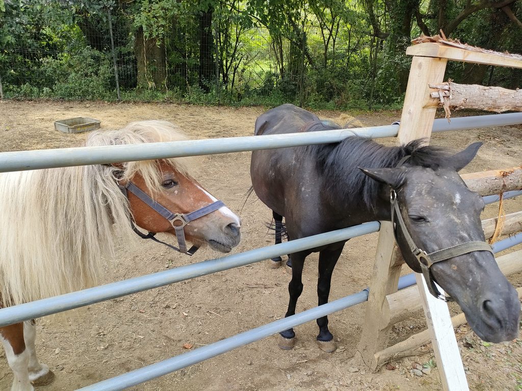 南阿蘇ふれあい動物園 フェアリーテール