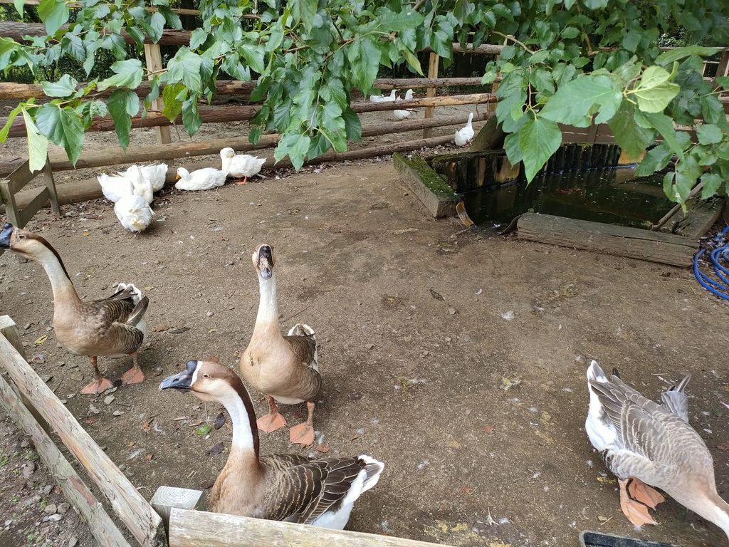 南阿蘇ふれあい動物園 フェアリーテール