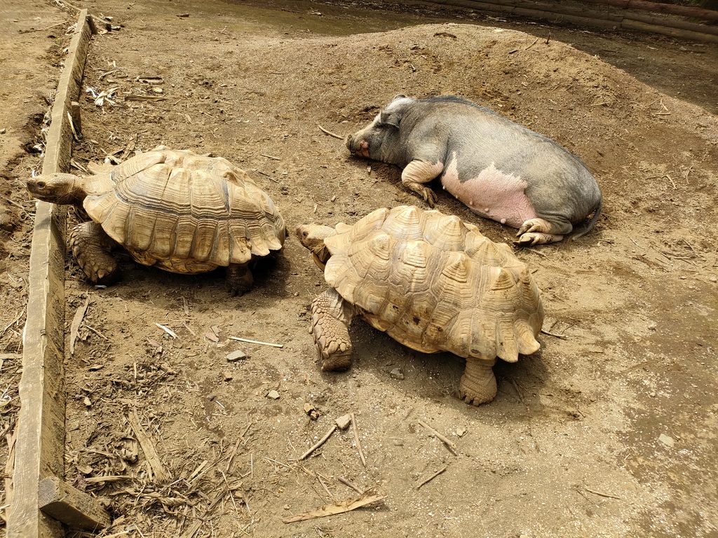 南阿蘇ふれあい動物園 フェアリーテール