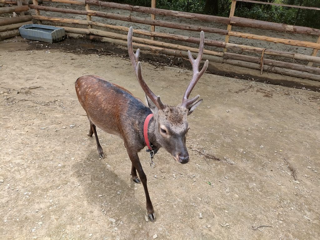 南阿蘇ふれあい動物園 フェアリーテール